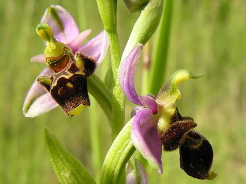 ophrys scolopax ophrys bcasse 22 05 2007 mostujouls en .jpg